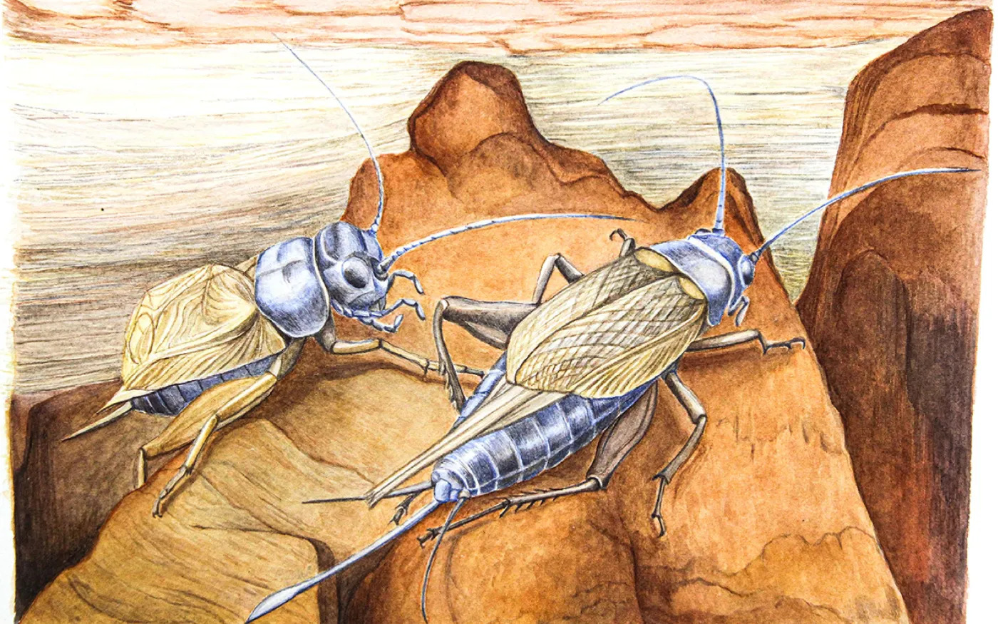 Entomologie